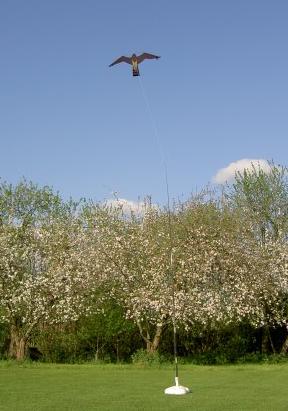 Hawk Kite in flight