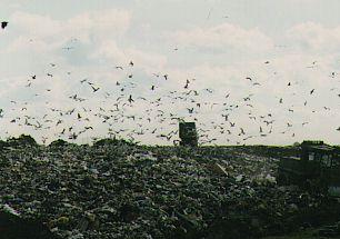 Landfill with birds before HeliKite